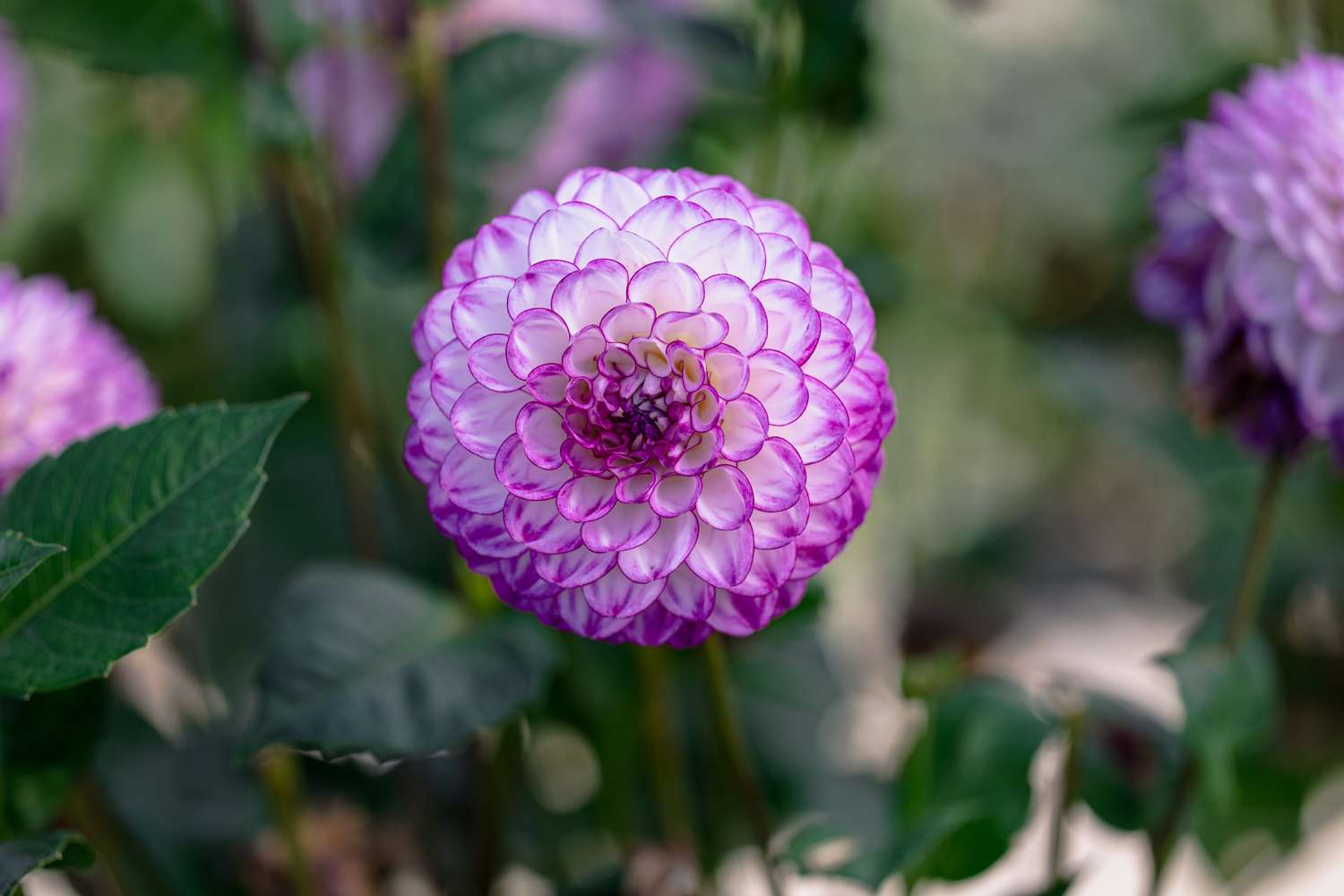 Dahlia 'Dreaming Maid'